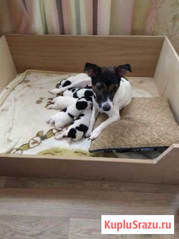 Щенки Джек Рассел Терьер Климовск - изображение 1