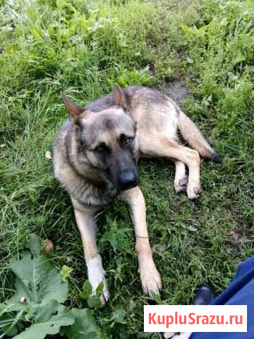 В добрые руки Серпухов - изображение 1