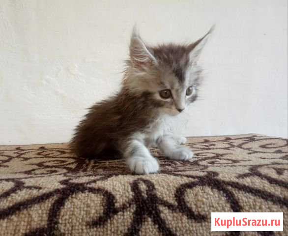 Котята породистые мейн-куны Бахчисарай - изображение 1