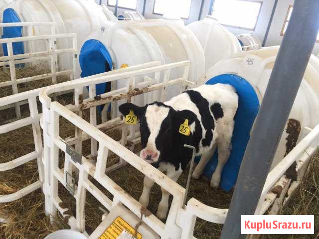 Бычки на откорм Куеда - изображение 1