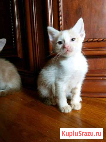 Отдам милашек в добрые ручки Воскресенское - изображение 1