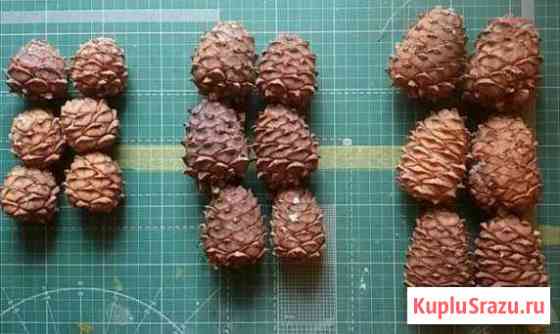 Кедровые шишки Сургут