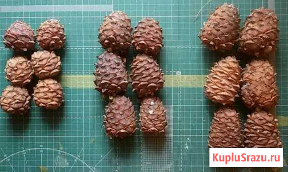 Кедровые шишки Сургут - изображение 1