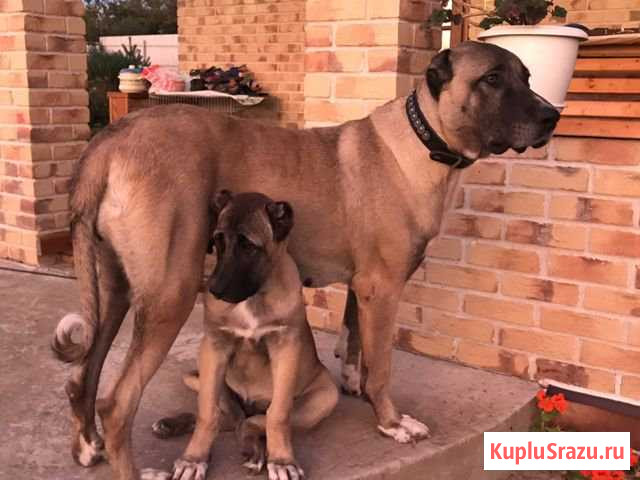 Щенки породы Гампр от аборигена Истра - изображение 1