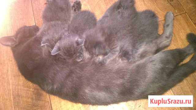 Котята в добрые руки Донской - изображение 1
