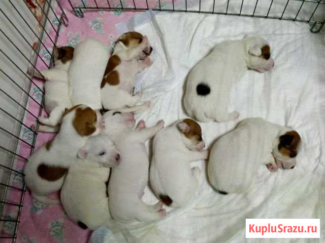 Щеночки Джек Рассел Терьера Серпухов - изображение 1