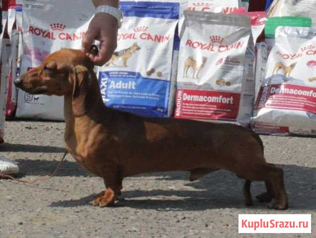 Галантный кавалер в поисках леди Коломна - изображение 1