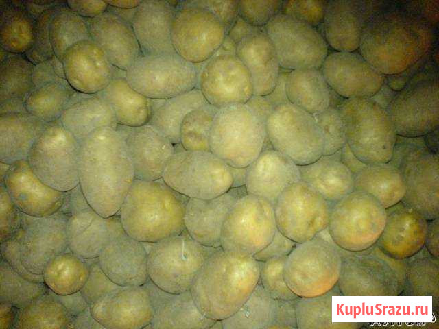 Продам картофель Йошкар-Ола - изображение 1
