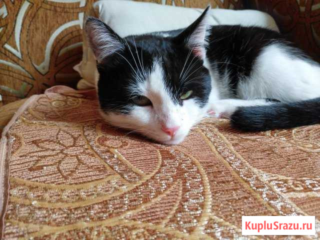 В добрые руки Балашиха - изображение 1