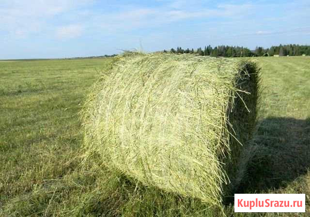 Сено, суданка Камышин - изображение 1