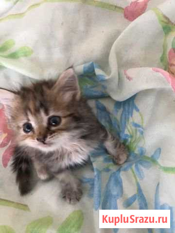 Котёнок Арзамас - изображение 1