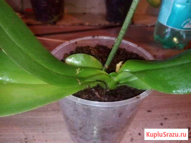 Орхидея фаленопсис Пушкино - изображение 1