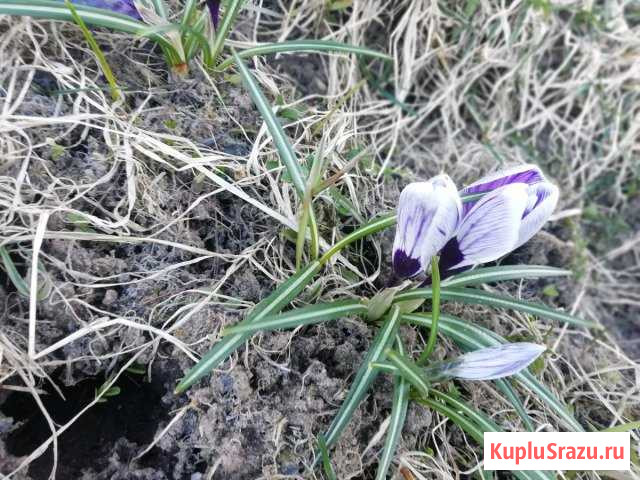  Струги Красные - изображение 1