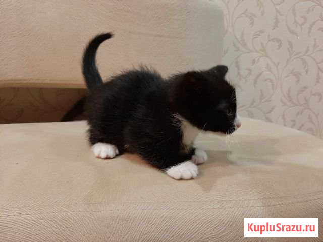 Котята Сыктывкар - изображение 1