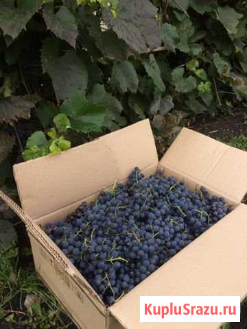 Виноград Изабелла Буинск - изображение 1