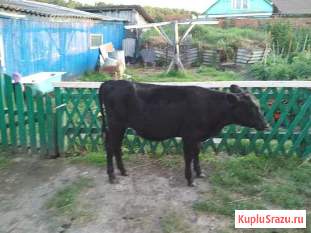 Продам тёлочку Крутинка - изображение 1
