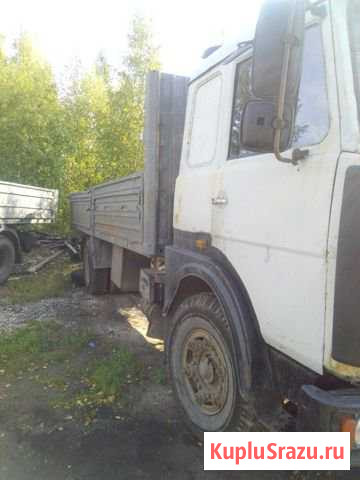 Продается мазурик Архангельск - изображение 1