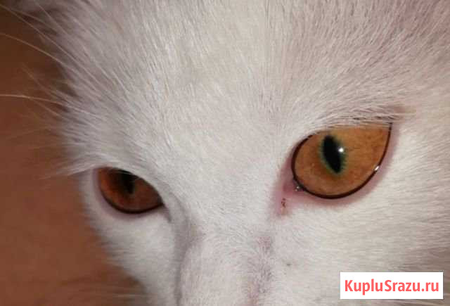 Белая кошечка Городище - изображение 1