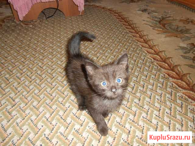 Котёнок, мальчик Клинцы - изображение 1