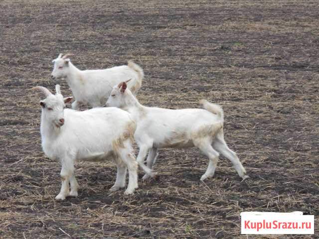 Козы Щигры - изображение 1