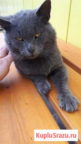 Котик ищет дом Серпухов - изображение 1