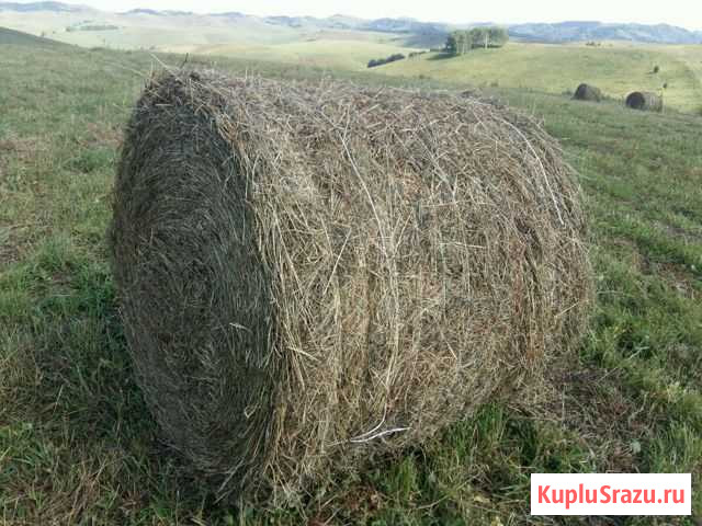 Сено в тюках Шипуново - изображение 1