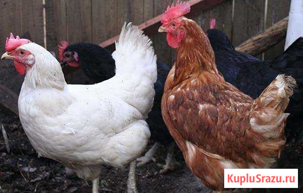 Куры несушки Молодки Люберцы - изображение 1