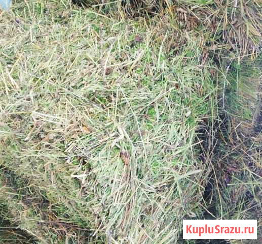 Продам корма: зерно, комбикорм, сено, витамины Кольчугино - изображение 1