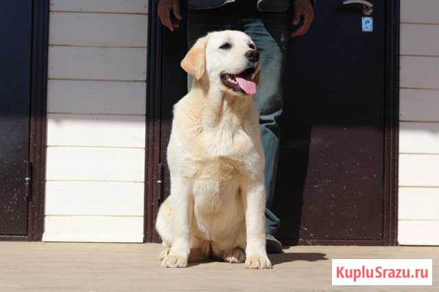 Подрощенные щенки лабрадора Солнечногорск - изображение 1