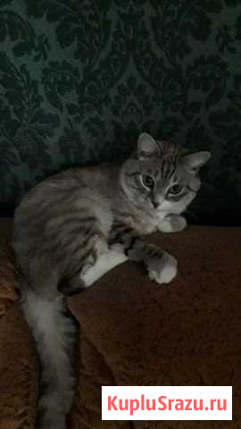 Кошки Ангарск - изображение 1