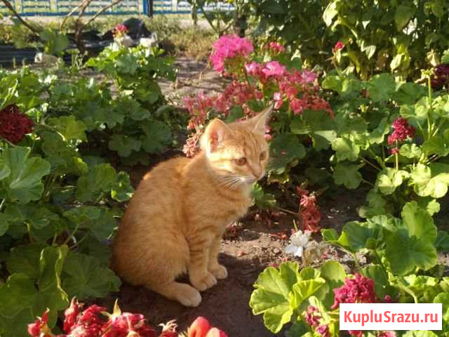 Рыжик котенок в добрые руки Шигоны - изображение 1