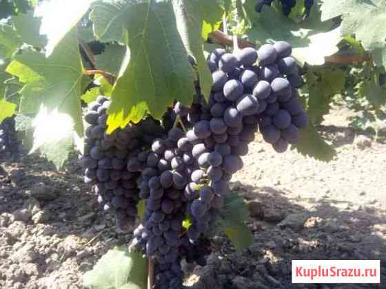 Виноград на вино Геленджик
