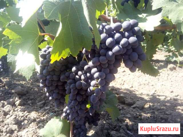 Виноград на вино Геленджик - изображение 1
