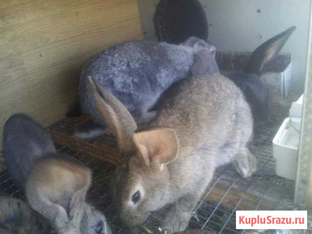 Кролики Каспийск - изображение 1