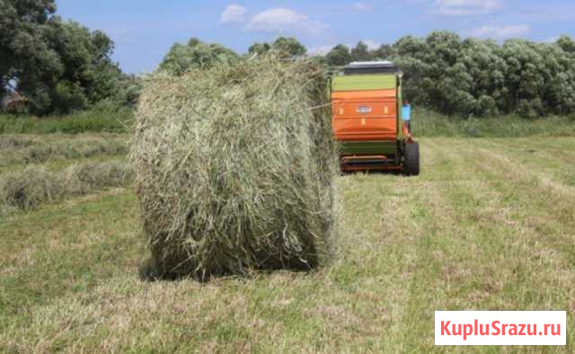Сено в рулонах 500кг Истра - изображение 1