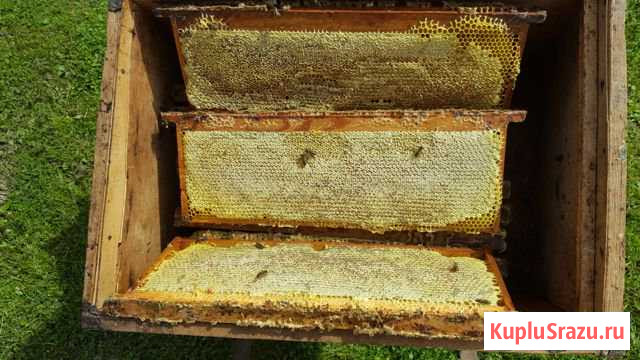 Продукты пчеловодства Великие Луки - изображение 1