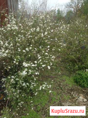 Ель Елка Сосна Пихта Липа Кизильник питомник сажен Коммунар - изображение 1