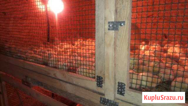 Цыплята Бройлера кобб 500 (чехия) Воронеж - изображение 1