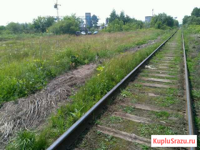  Чернушка - изображение 1