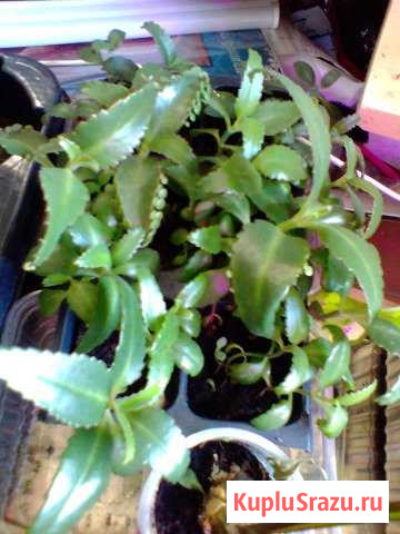 Детки лечебного каланхоэ Всеволожск - изображение 1