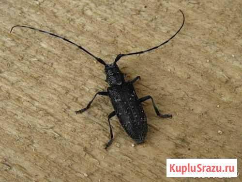 Уничтожение короедов, жуков усачей и т. п Стерлитамак - изображение 1