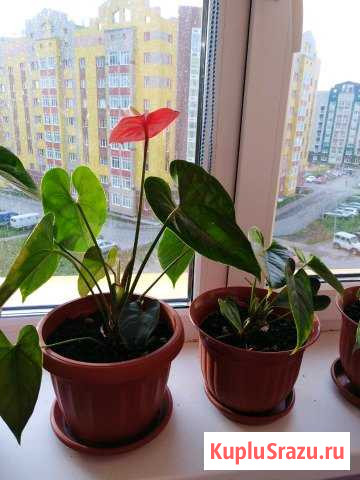 Антуриум Ханты-Мансийск - изображение 1
