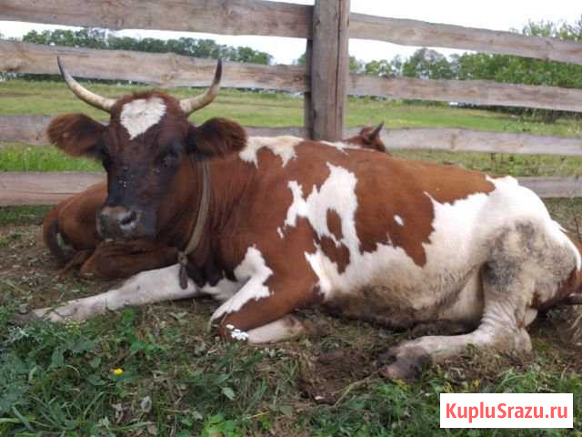 Корова Белебей - изображение 1