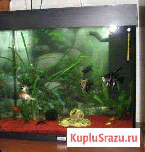 Аквариум Ногинск