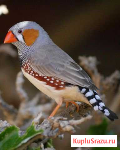 Птенец Амадин Домодедово - изображение 1