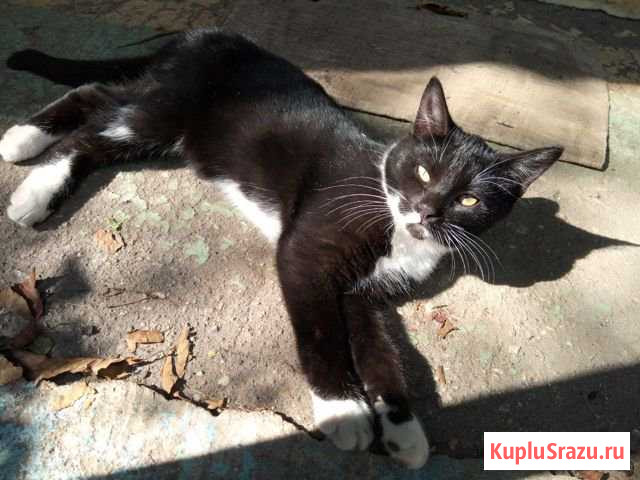 Котята Луховицы - изображение 1