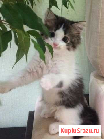Котята в добрые руки Выкса - изображение 1