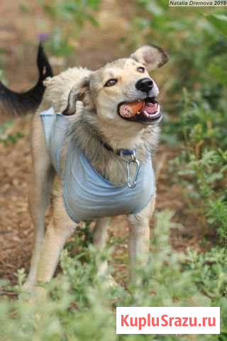 В добрые руки молодая собака Оренбург - изображение 1