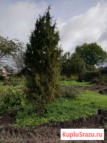 Подарю тую Богородское - изображение 1