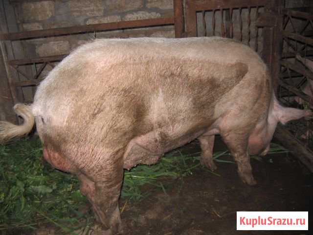 Кабан в Аренду для покрытия Покойное - изображение 1